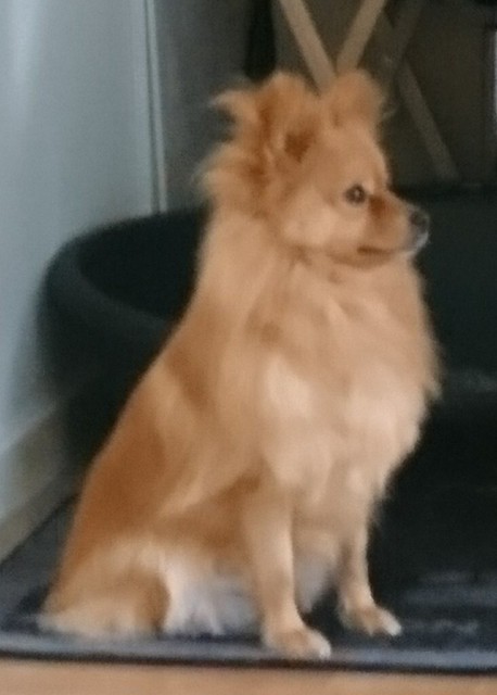 gumtree pomeranian puppies for sale